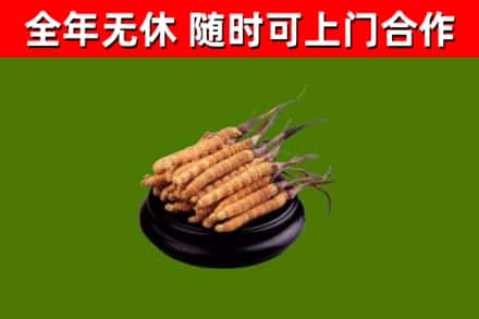 临市回收散虫草