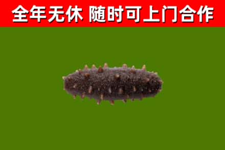 临市回收海参干